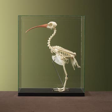 Kaalkopibis Skelet Taxidermie Opgezette Dieren By Max, Ophalen of Verzenden, Nieuw, Vogel, Opgezet dier