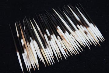 Cape Porcupine Quills - Taxidermie volledige montage -