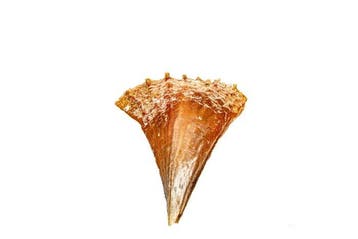 Edel-Pinna of nobele pen-schelp Skelet - Pinna nobilis - 0