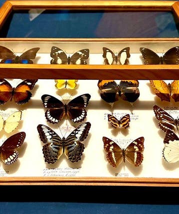 Onvervangbare Wereldcollectie dagvlinders in museumlade, Nieuw
