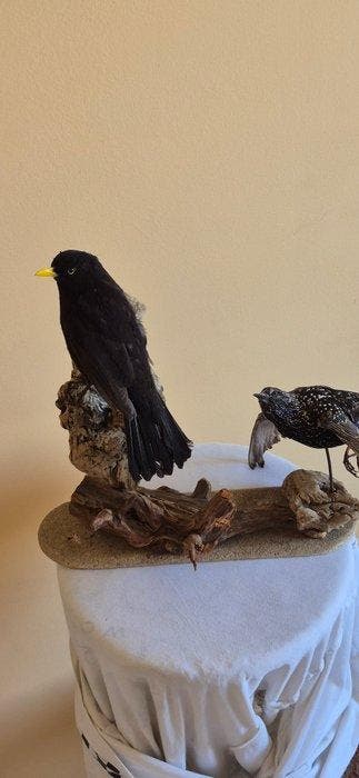 Merle - Etourneau sansonnet Taxidermie wandmontage - Turdus, Nieuw