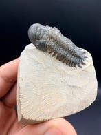 Trilobiet - Gefossiliseerd dier - Crotalocephalus gibbus - 6, Verzamelen, Mineralen en Fossielen