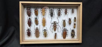 World beetles ex French Mr Amédro (39x26cm) - Cerambycidae