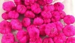 Beachfruit paras peepal mini pompoentjes wild apple cyclaam, Huis en Inrichting, Nieuw