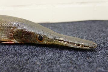 zeer zeldzame zoetwatervissen Taxidermie volledige montage -, Collections
