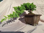 XL juniperus sonare bonsai semi cascade in gestempelde