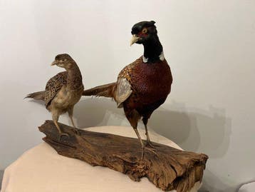 Faisan Support de corps entier pour taxidermie - Phasianus, Nieuw