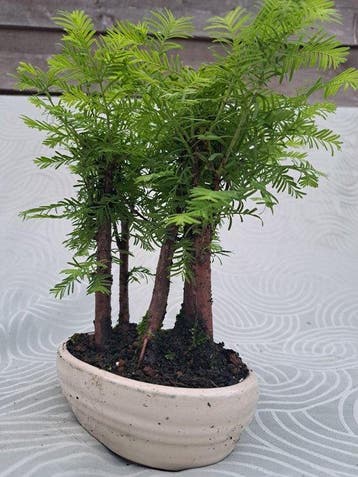 metasequoia bos in bonsaischaal - Hoogte (boom): 21 cm -