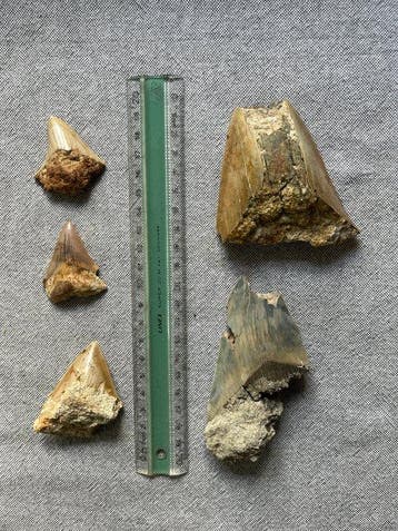 5 Megalodon-tanden 10,1 / 8,8 / 4,7 / 5,1 / 4,5 cm -