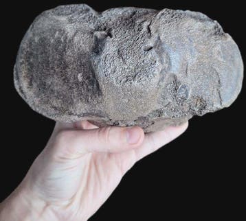 Wolharige mammoet - Fossiel wervelbot - Mammuthus