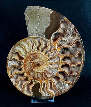 Ammoniet - Gefossiliseerd dier - Aioloceras (Cleoniceras)