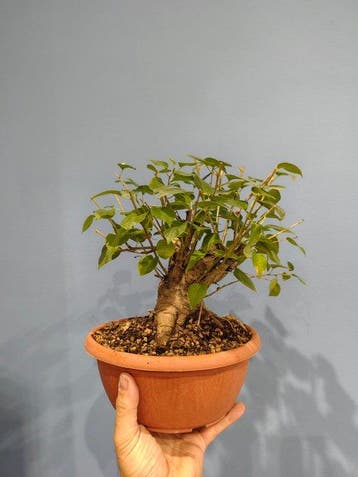 kersenbonsai (Prunus mahaleb) - Hoogte (boom): 25 cm -