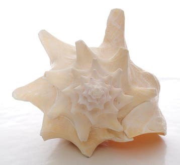 Zeeslak Zeeschelp - Strombus gigas, Verzamelen, Mineralen en Fossielen