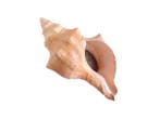 Fasciolara Trapezium schelp 10-12 cm per stuk, Nieuw