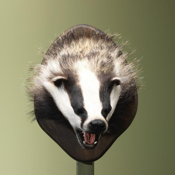Das Taxidermie Opgezette Dieren By Max, Collections, Collections Animaux, Enlèvement ou Envoi