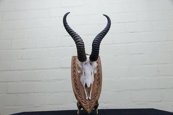 Springbok Schedel - Antidorcas marsupialis - 0 cm - 0 cm - 0, Verzamelen, Nieuw