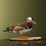 Mandarijneend Taxidermie Opgezette Dieren By Max, Ophalen of Verzenden, Opgezet dier