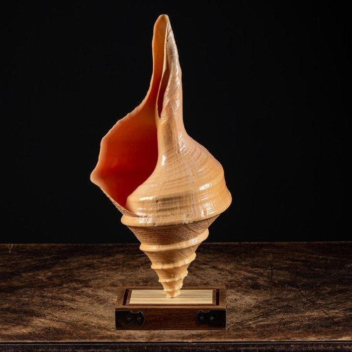 Extra grote maat, zwaar Australisch, of valse trompet -, Collections, Minéraux & Fossiles