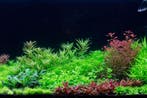 Dutch Style aquascaping  collectie voor 120 cm aquarium, Verzenden, Nieuw