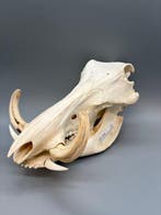 Wrattenzwijn Schedel - Phacochoerus africanus - 20 cm - 20, Antiek en Kunst