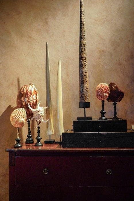 Sans prix de réserve - Mâchoire despadon magnifique montée, Antiquités & Art, Art | Objets design