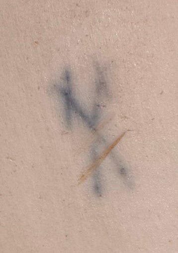 Meissen - Schaal - “Bloem 1 - Porselein - Grote gondelschaal