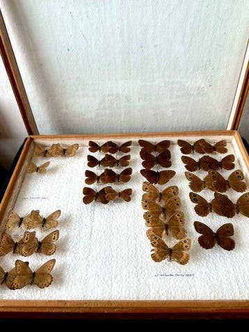 Uiterst zeldzame Wetenschappelijke insectenlade met 24x, Verzamelen, Nieuw