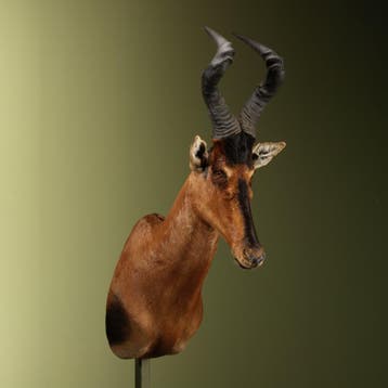 Hartenbeest Taxidermie Opgezette Dieren By Max, Ophalen of Verzenden, Nieuw, Wild dier, Opgezet dier