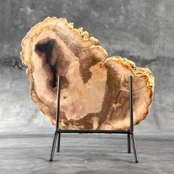 C - Magnifique grande tranche de bois pétrifié sur un socle