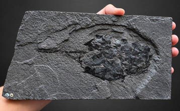Gepantserd placodermfossiel - Gefossiliseerd dier -, Verzamelen
