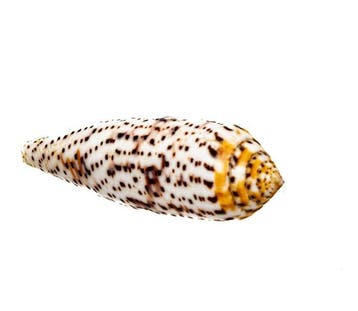 Verzamelaarsrariteit: Conus nussatella GEM Taxidermie, Nieuw