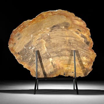 C- Prachtige grote plak versteend hout op een maatwerk