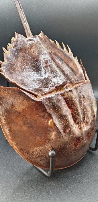 Degenkrab Pantser - Carcinoscorpius rotundicauda - 28 cm -