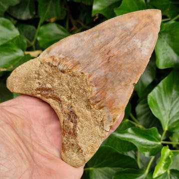 Monstre géant, mégalodon près de 6 pouces — requin - Dent