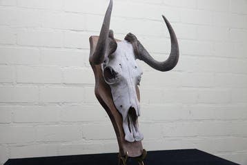 Black Wildebeest Schedel - Connochaetes gnou - 23 cm - 47 cm, Verzamelen, Nieuw