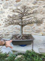 Chinese iep bonsai (Ulmus parviflora) - Hoogte (boom): 70 cm