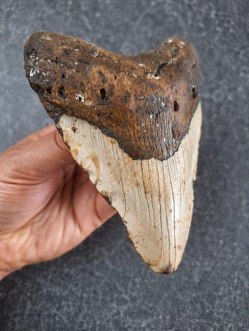 Megalodon - Fossiele tand - 13.4 cm - 10 cm