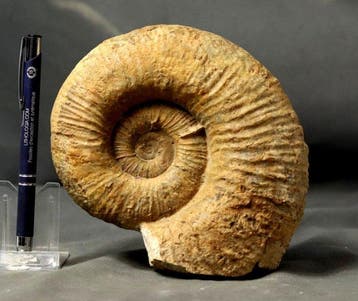 Fijn Ammoniet - Zelfstaand - Gefossiliseerd dier - Lytoceras