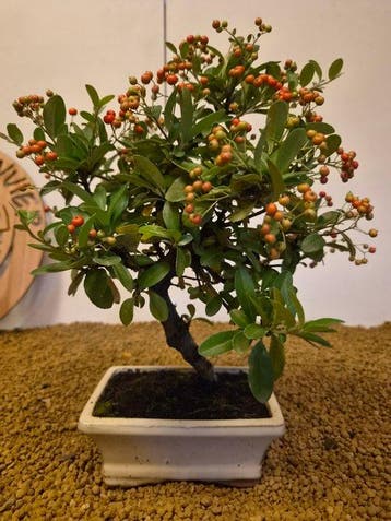 Vuurdoorn bonsai (Pyracantha) - Hoogte (boom): 27 cm -