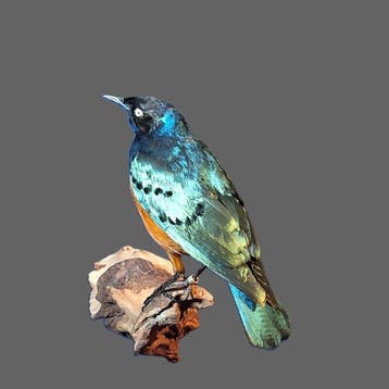 Dreifarbglanzstar Taxidermie volledige montage -, Nieuw