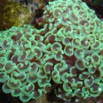 Euphyllia Ancora Groen M (Ong 8-10 cm)