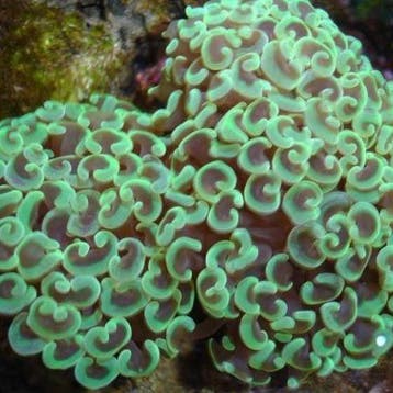 Euphyllia Ancora Groen M (Ong 8-10 cm)