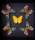 Papillon Support de corps entier pour taxidermie - Phoebis