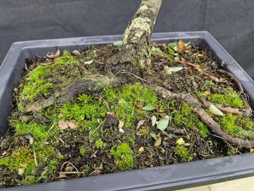 Saule - Hoogte (boom): 36 cm - Diepte (boom): 55 cm -