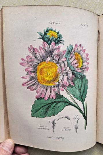 Sarah Mary Fitton - The Four Seasons - a short account of