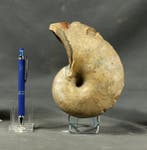 Fijn nautiloïde - Shell - Sypho - - Gefossiliseerd dier -