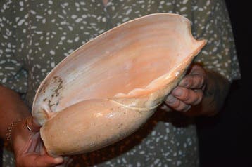Escargot de mer Coquillage marin - S-402 CYMBIUM GLANS (Sans