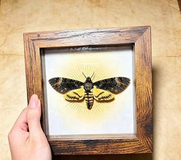 Papillon de nuit Support de corps entier pour taxidermie -