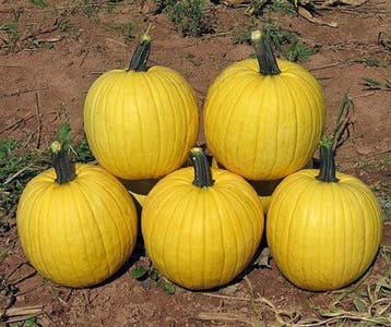 Hal. Melly Yellow F1 PMT Opvallende halloweenpompoen, Nieuw