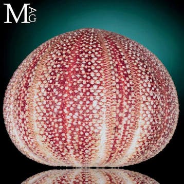 Mariene echinoïde test - soort Echinus esculentus Naturally